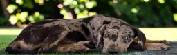 Catahoula Leopard Dog dogs for sale: Tigger 2026 Male 2 - Ad 16