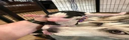Siberian Husky dogs for sale: Princess Nox - Ad 15