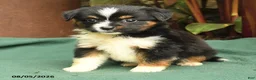 Miniature Australian Shepherd dogs for sale: Rhonda - Ad 5