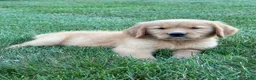 Golden Retriever dogs for sale: Cooper - Ad 3