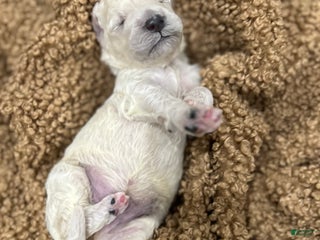 Goldendoodle dogs - Ad 3