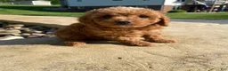Cavapoo dogs for sale: Layla - Ad 11