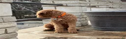 Standard Poodle dogs for sale: Buddy - Moyen Size Poodle - Ad 8