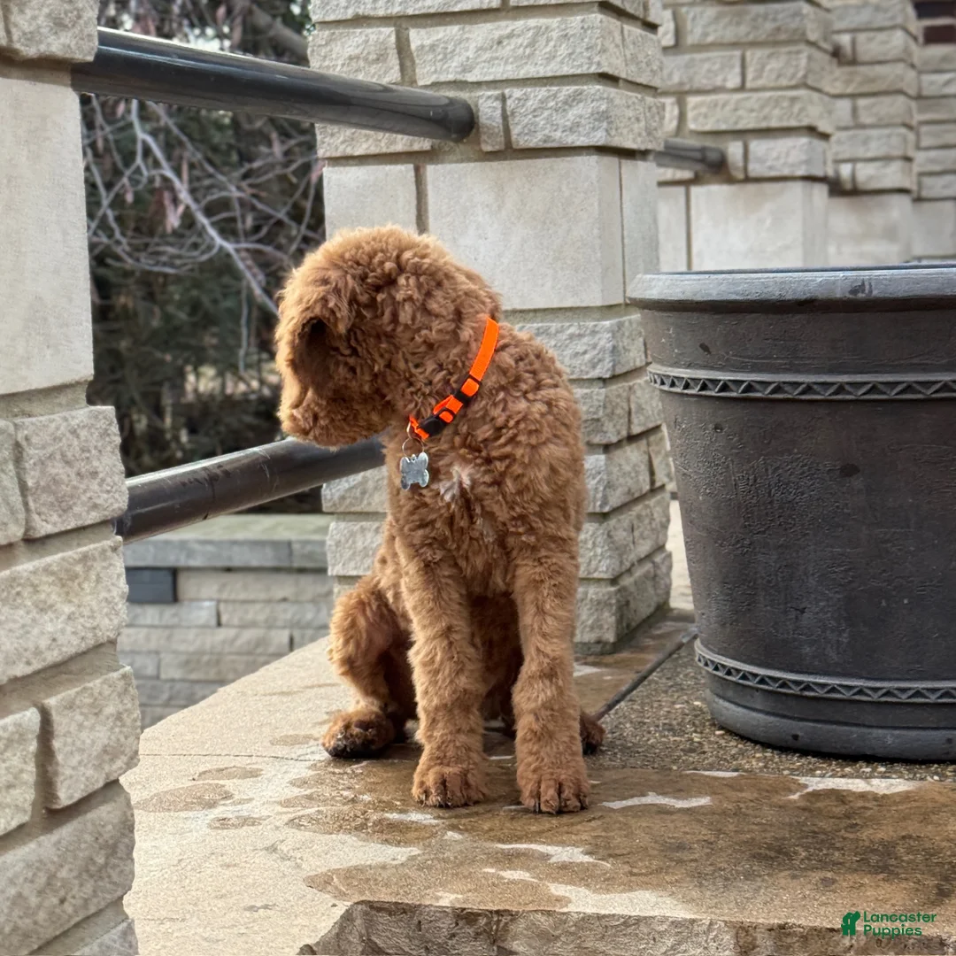 Standard Poodle dogs for sale: Buddy - Moyen Size Poodle - Ad 8