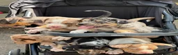 American Bully dogs for sale: The Olsen twins / Mary Kate  - Ad 7