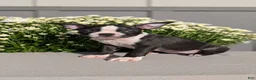 Boston Terrier dogs for sale: Twila  - Ad 3