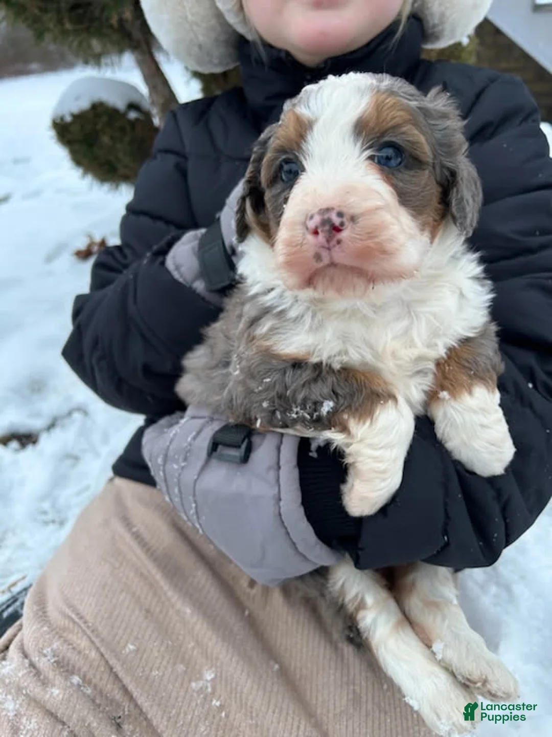 Mini Bernedoodle dogs for sale: Lola - Ad 2