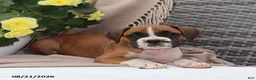 Boxer dogs for sale: Quincy - Ad 5
