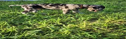 Great Dane dogs for sale: Merle Male  - Ad 2