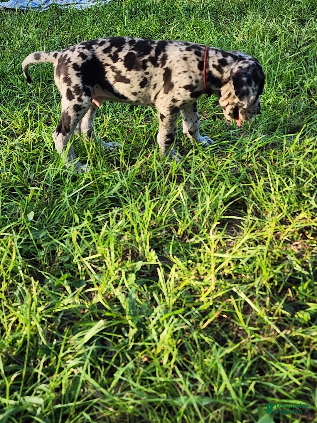 Great Dane dogs for sale: Merle Male  - Ad 2