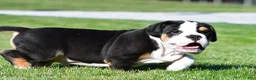 Beabull dogs for sale: Oscar - Ad 10