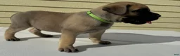 Cane Corso dogs for sale: Cane Corso 1 - Ad 5