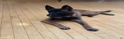 Belgian Malinois dogs for sale: Belgian Malinois 1 - Ad 4
