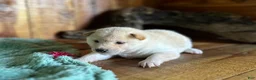 Shiba Inu dogs for sale: Shiba Inu Puppy 2 - Ad 4