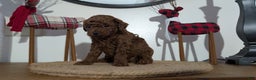 Miniature Poodle dogs for sale: Maverick  - Ad 6
