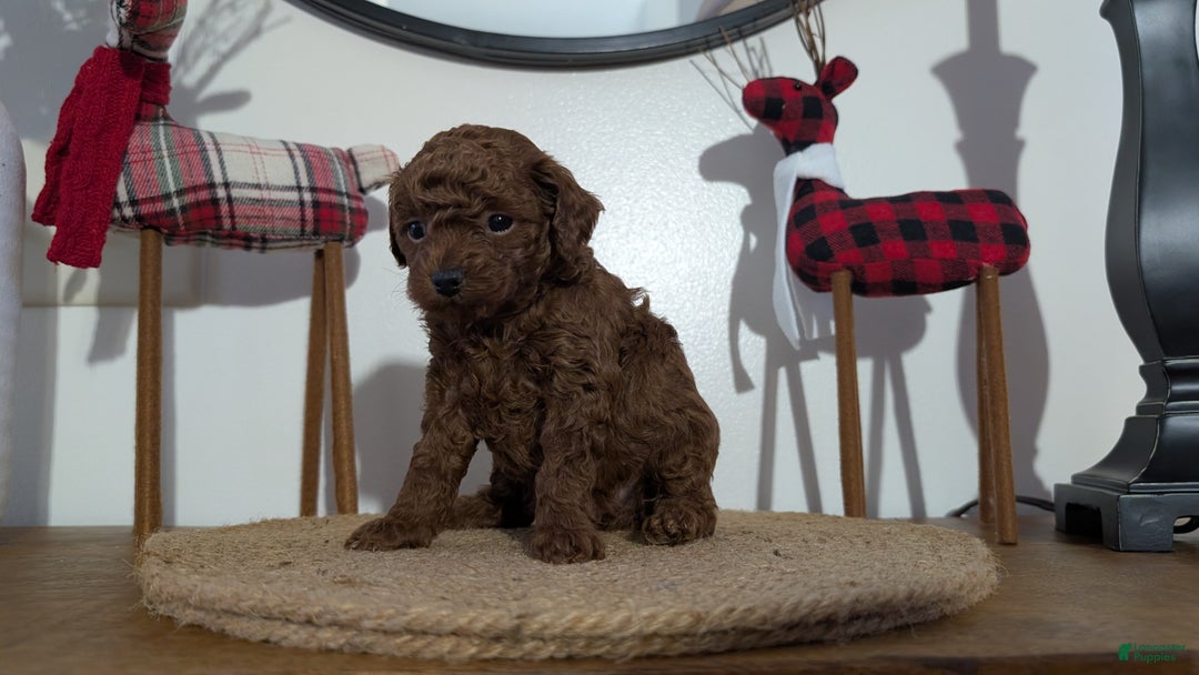 Miniature Poodle dogs for sale: Maverick  - Ad 6