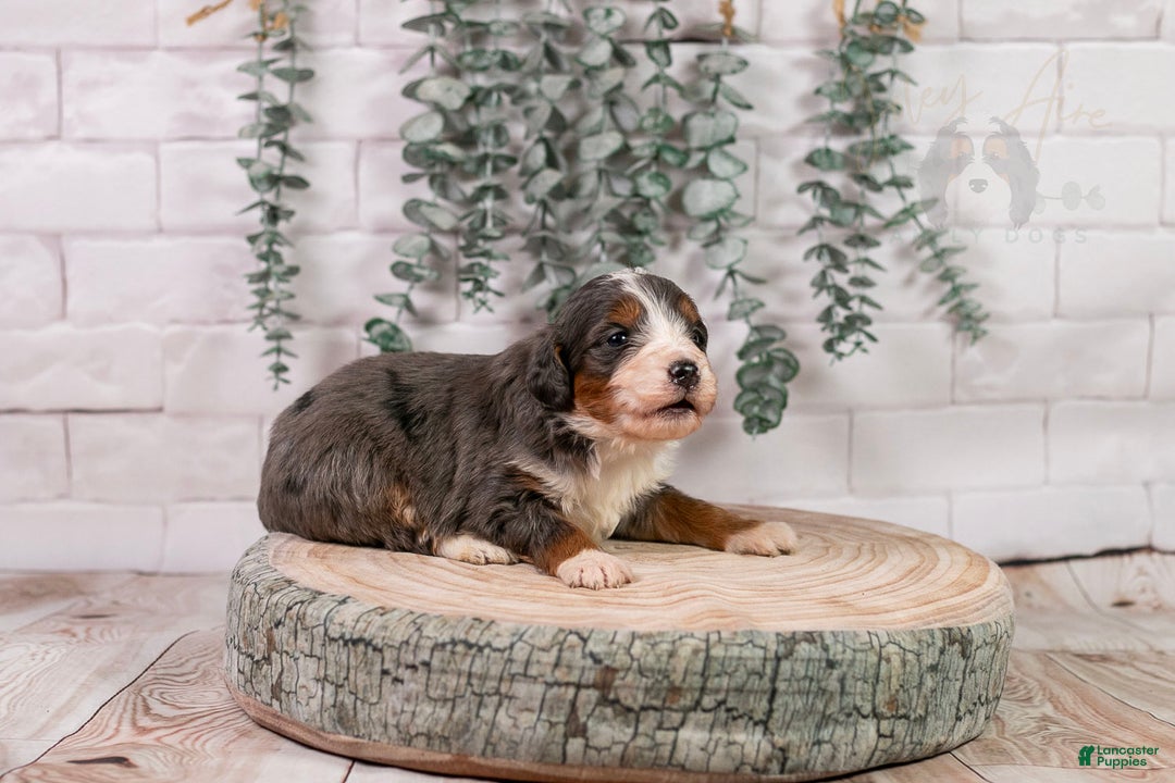 Bernedoodle dogs for sale: Nordic - Ad 2