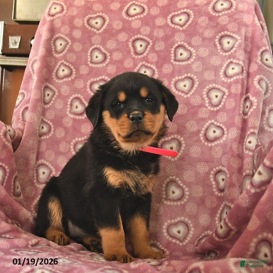 Rottweiler dogs Sofia  - Ad 2