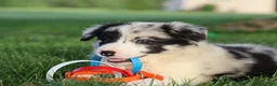 Border Collie dogs for sale: Denim - Ad 3