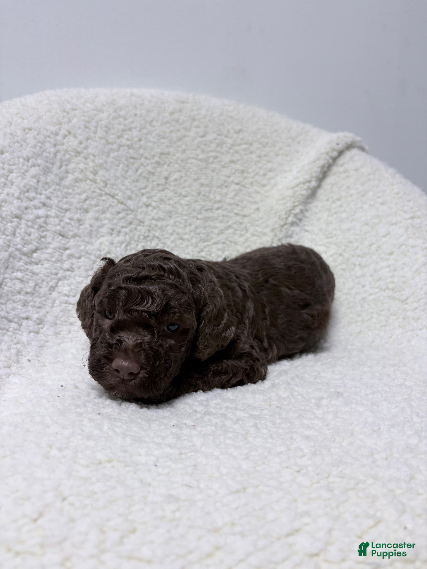 Lagotto Romagnolo dogs for sale: Dolly - Ad 2