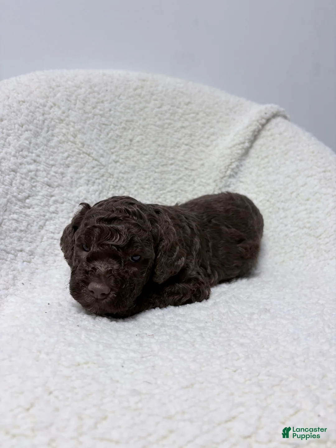 Lagotto Romagnolo dogs for sale: Dolly - Ad 2