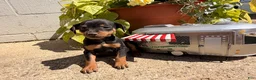 Miniature Pinscher dogs for sale: Jemima - Ad 4