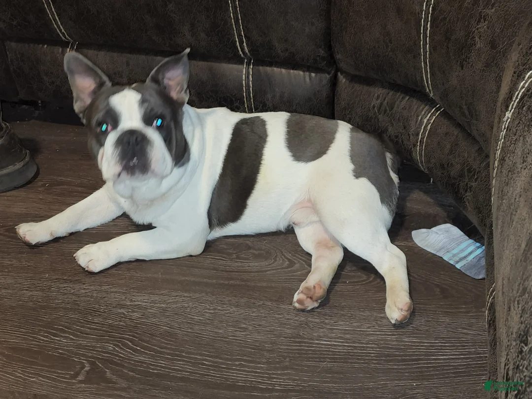 French Bulldog dogs for sale: French Bulldog Puppy 1 - Ad 7