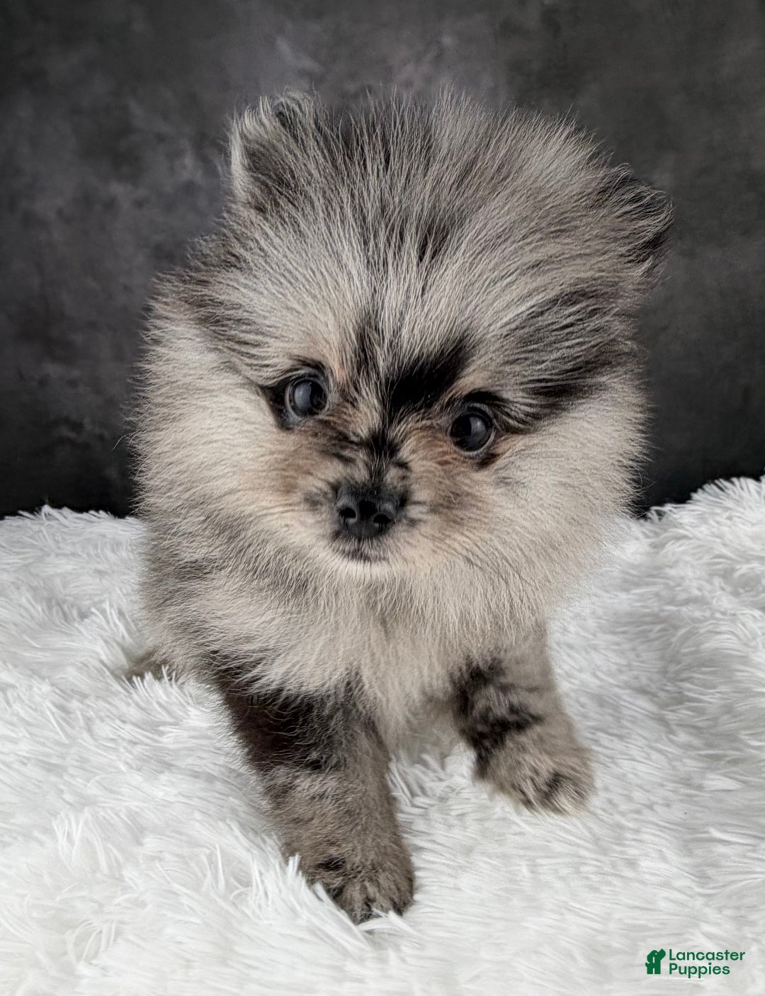 Pomeranian dogs for sale: Bow AKC - Ad 6