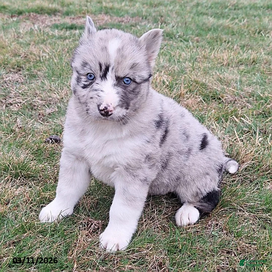 Gerberian Shepsky dogs for sale: Luna  - Ad 3