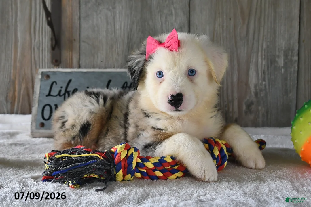 Australian Shepherd dogs for sale: Twinkle - Ad 2