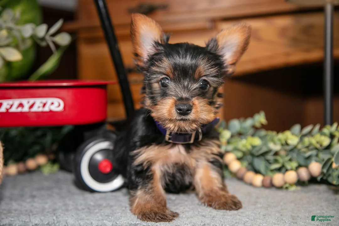 Yorkshire Terrier dogs for sale: Opal - Ad 2