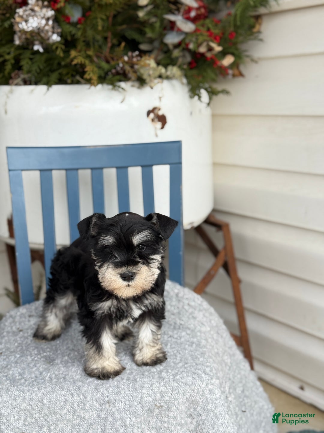 Miniature Schnauzer dogs for sale: Deacon - Ad 5