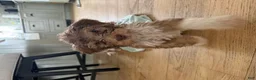 Bernedoodle dogs for sale: Zuzu - Ad 6
