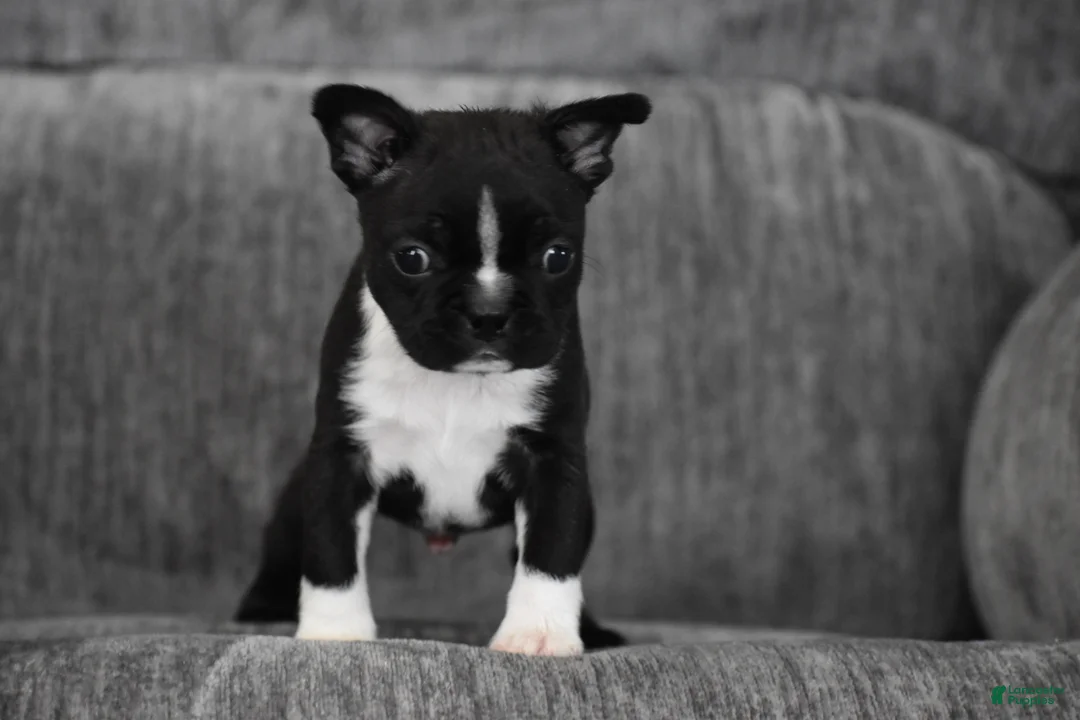 Boston Terrier dogs for sale: Joker - Ad 9