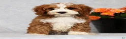 Cavapoo dogs for sale: Eddie - Ad 2