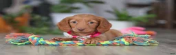Miniature Dachshund dogs for sale: Lily - Ad 6