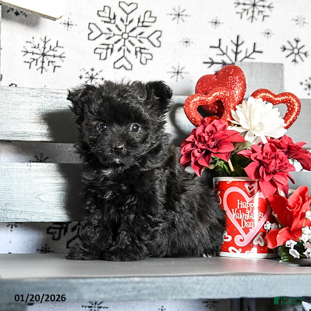 Havapoo dogs for sale: Rex - Ad 2