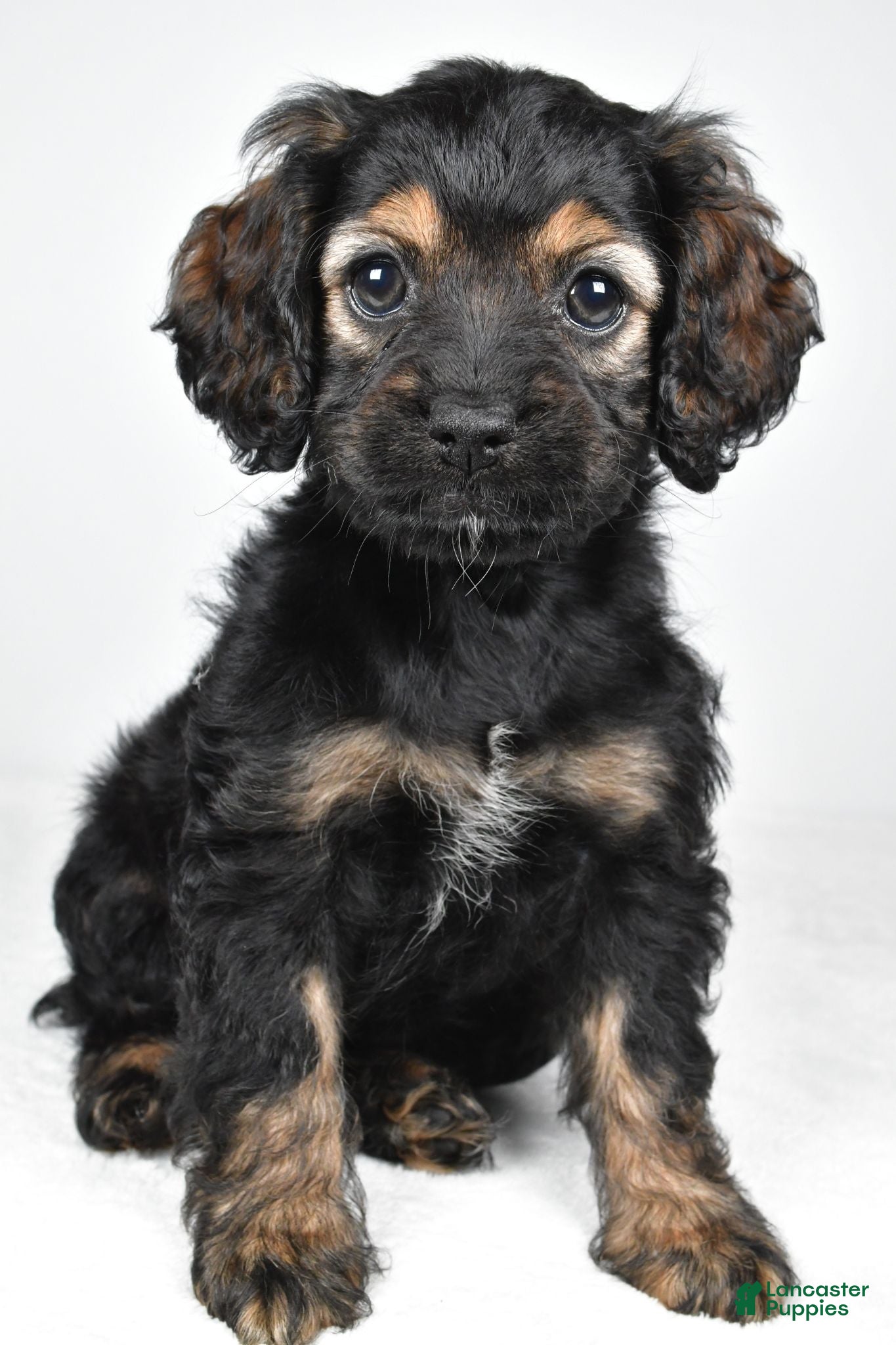 Cockapoo dogs Harvey - Ad 2