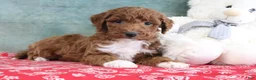 Mini Goldendoodle dogs for sale: Sophie - Ad 4