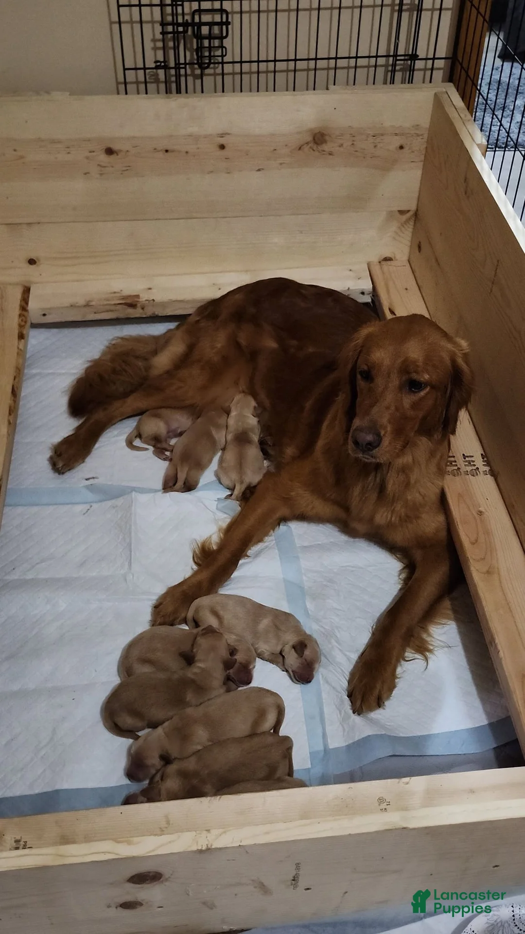 Golden Retriever dogs for sale: Golden Retriever 1 - Ad 2