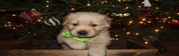 Golden Retriever dogs for sale: Golden Retriever Puppy light green - Ad 4
