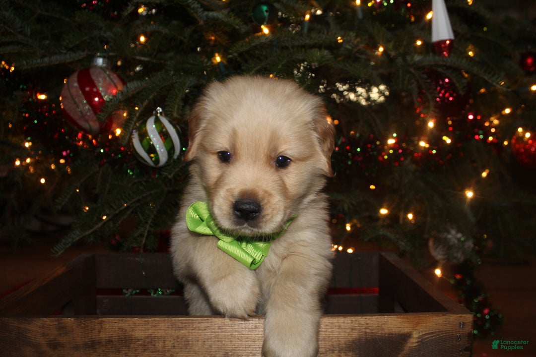 Golden Retriever dogs for sale: Golden Retriever Puppy light green - Ad 4