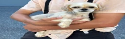 Shih Tzu dogs for sale: Hank - Ad 15