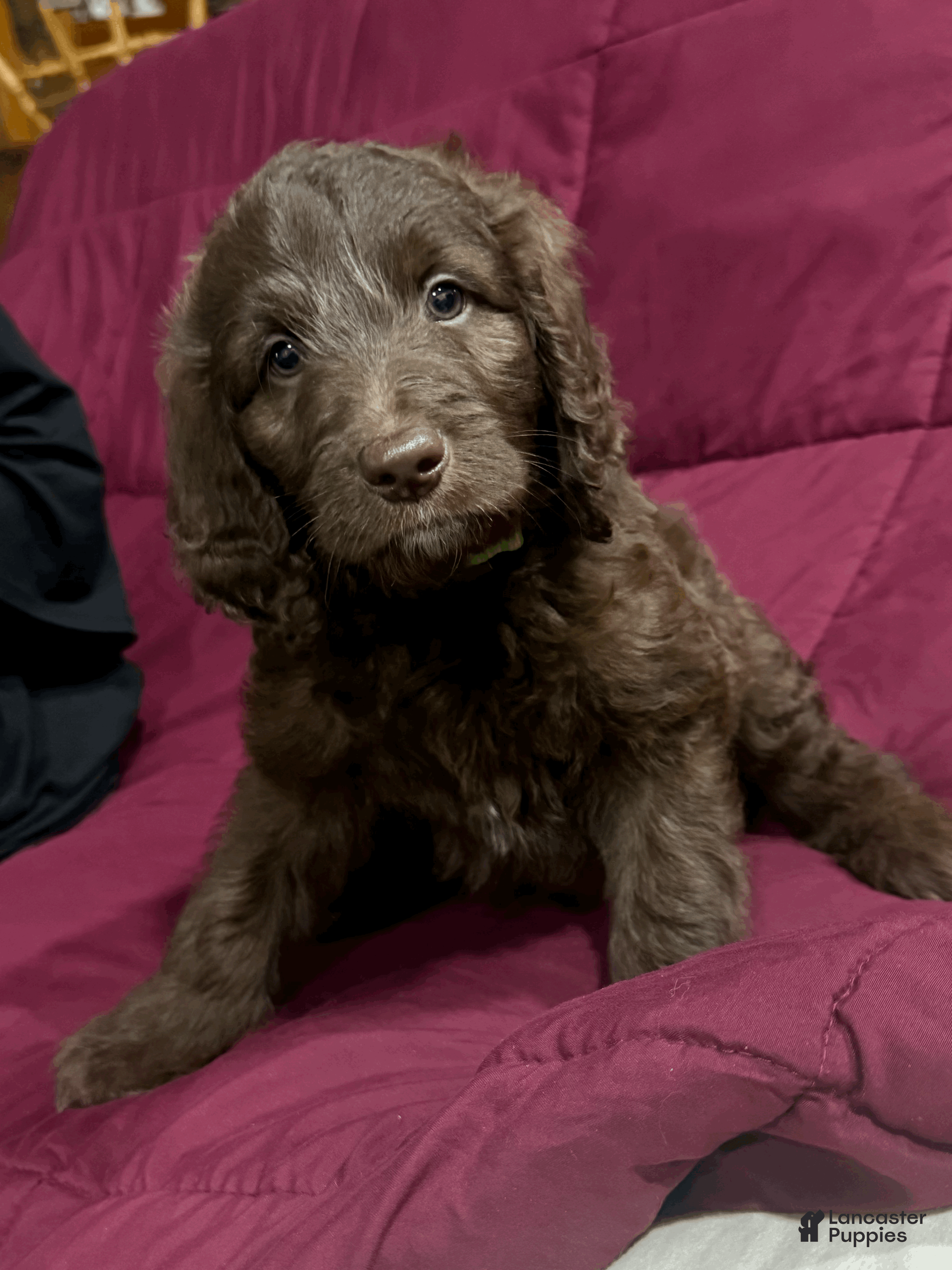 Goldendoodle dogs Green - Ad 1