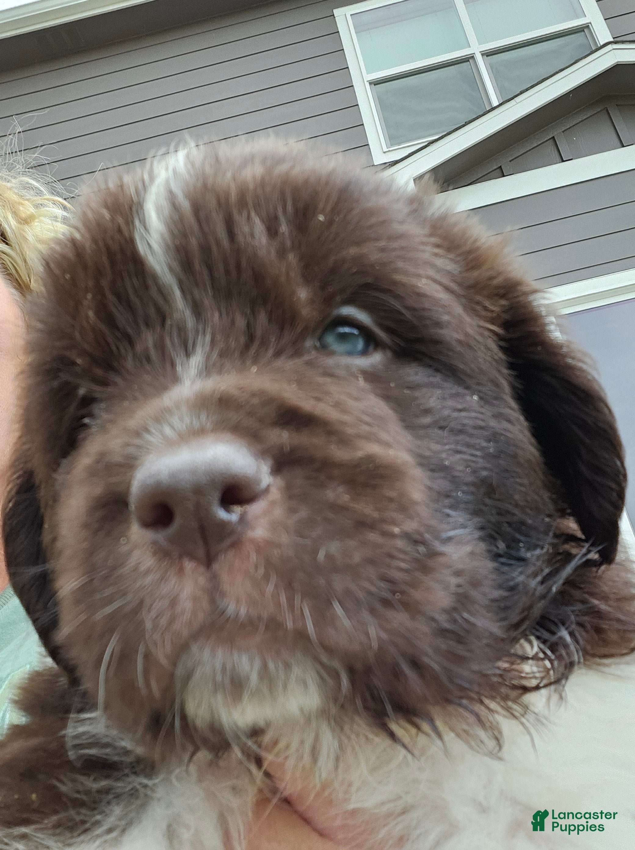 Newfoundland dogs Nixie (pink collar) - Ad 1