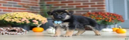 German Shepherd dogs for sale: Miles - Ad 6