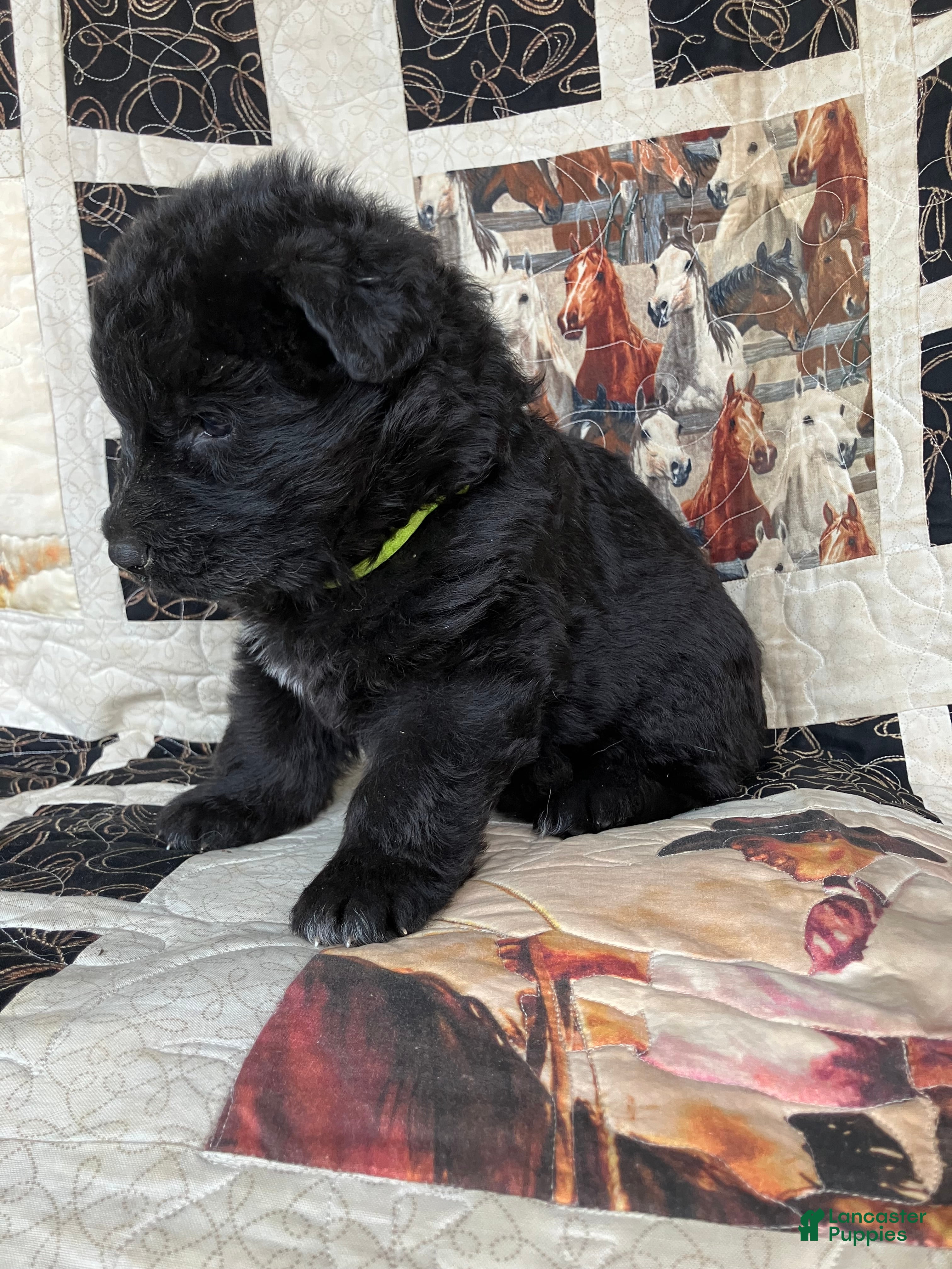 German Shepherd dogs Cheyenne-Female - Ad 2