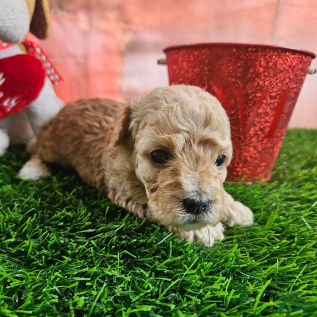Toy Poodle dogs for sale: Timmy - Ad 6