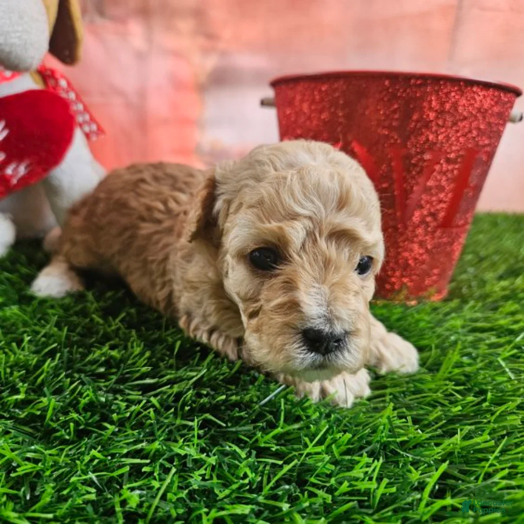 Toy Poodle dogs for sale: Timmy - Ad 6