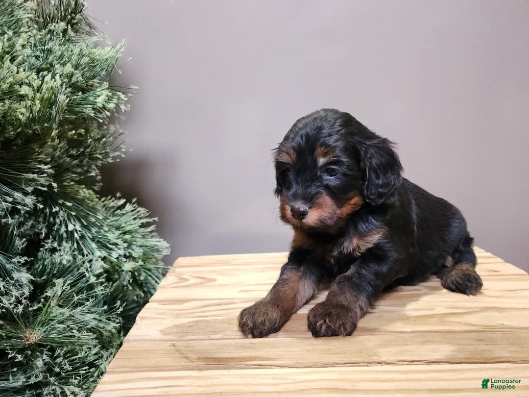 Mini Bernedoodle dogs for sale: Donner - Ad 12